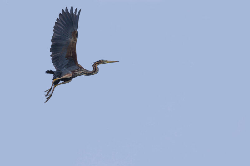 Héron pourpré en Camargue